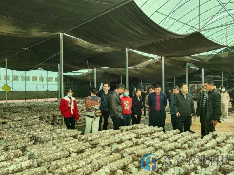 江西德安縣：林泉鄉全力發展食用菌產業