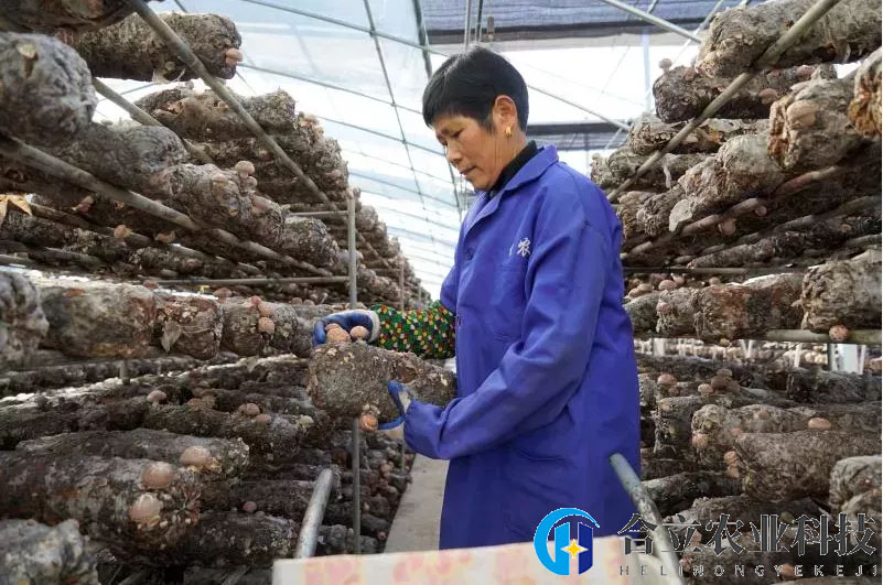 湖北省隨縣：智能化種植助推香菇產(chǎn)業(yè)發(fā)展