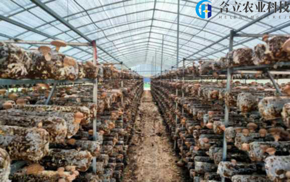 甘肅康樂：農業示范基地占據夏季香菇市場空白