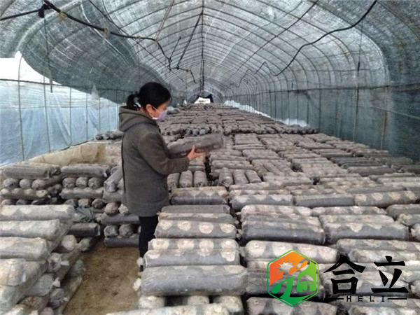 袋料香菇，大中小袋模式究竟哪個好？